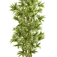 6' Artificial Dracaena Reflexa Plant in Pot - Nearly Natural